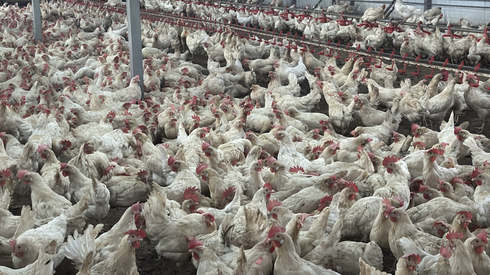 Brezilya, AB’den Tavuk Eti ve Bal İhracatı İçin Umutlu Bekleyişte!